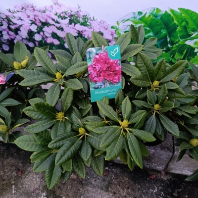 Planta de Rhododendron com folhas verdes e etiqueta com flor rosa