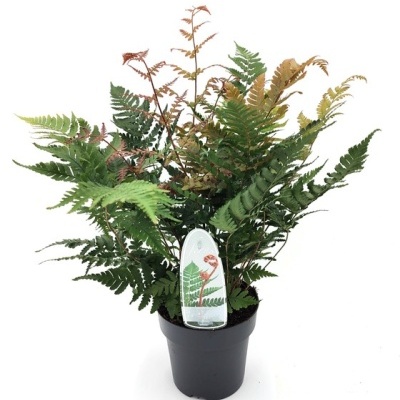 Planta de samambaia em vaso preto de plástico com folhas verdes e castanhas