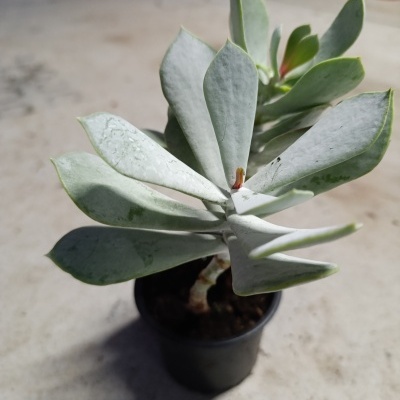 Planta suculenta verde-acinzentada em vaso preto sobre chão claro com outras plantas ao fundo