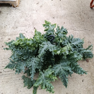 Planta verde com folhas recortadas numa superfície de cimento