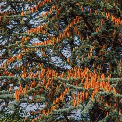Pinheiro com raminhos verdes e cones alaranjados pendurados ao ar livre