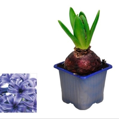 Vaso azul translúcido com planta de bulbo roxo e folhas verdes, imagem pequena de flores lilases.