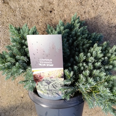 Juniperus squamata Blue Star em vaso preto com rótulo, sobre chão granulado