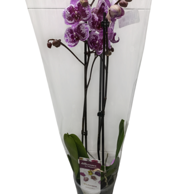 Orquídea roxa em vaso preto embalada em plástico transparente com etiqueta 'difference'