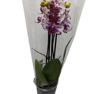 Orquídea com flores brancas e roxas em vaso preto envolto em película plástica transparente