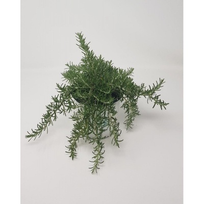 Planta artificial verde em vaso preto sobre fundo branco