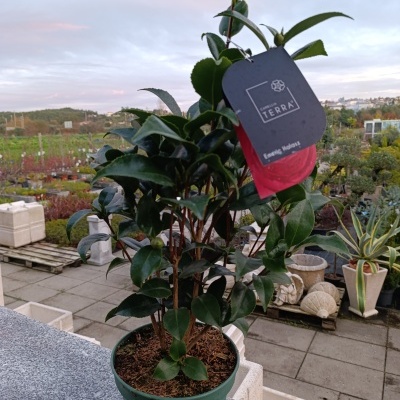 Planta com folhas verdes num vaso verde com etiqueta preta e vermelha num viveiro ao ar livre