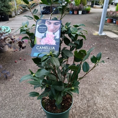 Planta Camellia em vaso verde com etiqueta identificativa num viveiro