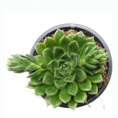 Planta suculenta verde em vaso cinza vista de cima