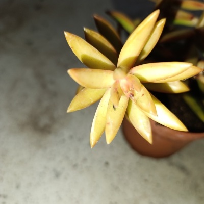 Planta suculenta amarela em vaso castanho sobre superfície clara