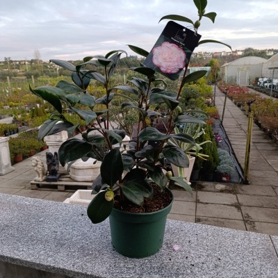 Planta com folhas verdes em vaso verde e etiqueta de flor rosa