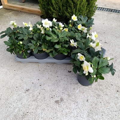 Plantas com flores brancas em vasos pretos sobre chão de cimento