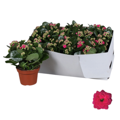 Plantas em vasos em caixa branca com flores fúcsias e brancas