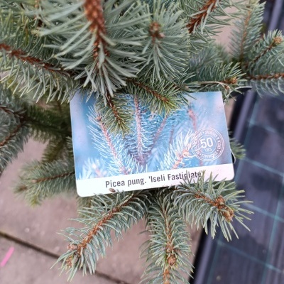 Galho de Picea pungens 'Iseli Fastigiata' com etiqueta branca e fundo azul