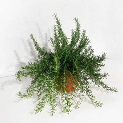 Planta verde em vaso cerâmico castanho contra fundo branco