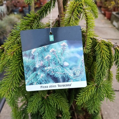 Planta Picea abies 'Acrocona' com etiqueta em viveiro