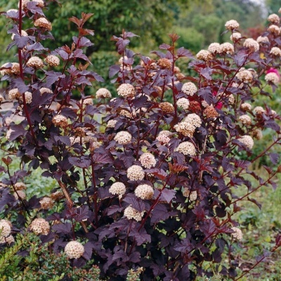 Arbusto com folhas roxas e flores brancas em jardim