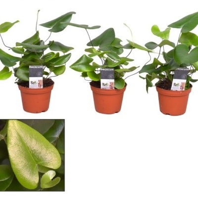 Três plantas em vasos castanhos com folhas verdes brilhantes e etiquetas Decorum.