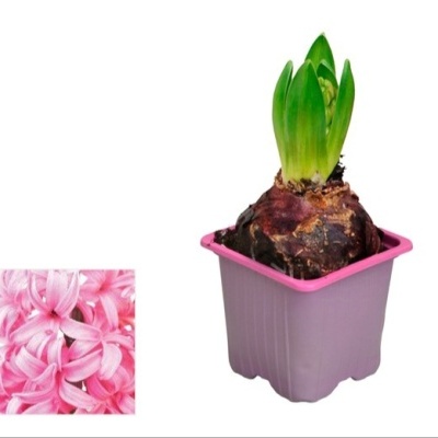 Bulbo em vaso lilás com folhas verdes e imagem de flores cor-de-rosa