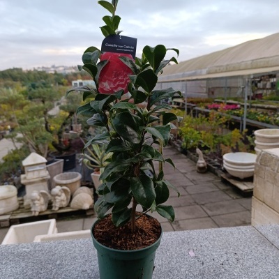 Planta em vaso verde com folha brilhante e etiqueta num viveiro