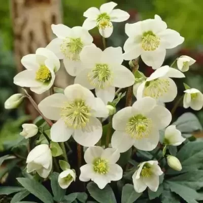 Flores brancas com centros verdes amarelados em planta no jardim