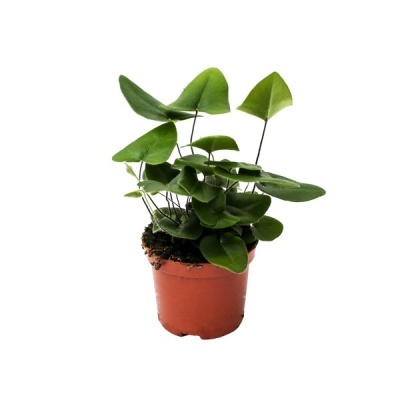 Planta verde com folhas arredondadas em vaso castanho de plástico