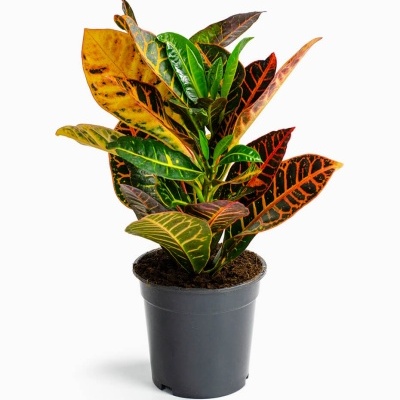 Planta com folhas coloridas em vaso preto