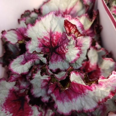 Folhas texturadas verdes, brancas e rosas numa caixa branca com rosa