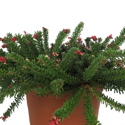 Planta verde com flores vermelhas em vaso castanho