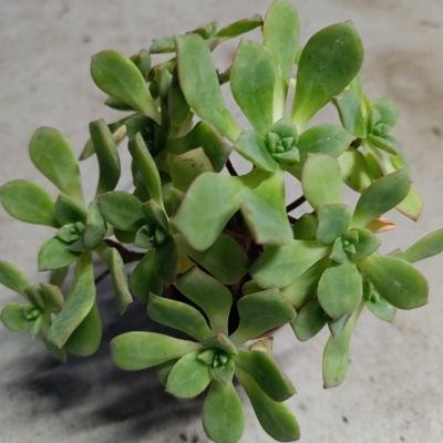 Planta suculenta verde com folhas carnudas em rosetas sobre superfície cinza