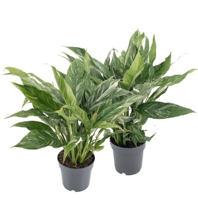 Duas plantas naturais com folhas verdes em vasos de plástico cinza