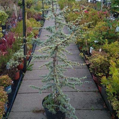Planta de pinheiro em vaso preto num passeio de jardim com outras plantas e estufas ao fundo