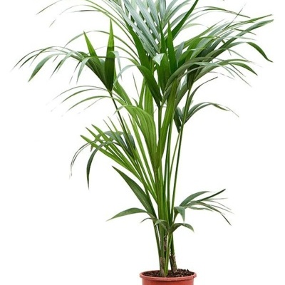 Planta de interior verde em vaso castanho com fundo branco