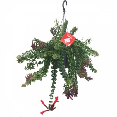 Planta pendente artificial em vaso preto com gancho e etiqueta vermelha BS