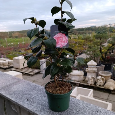 Planta de camélia em vaso verde com etiqueta de flor rosa claro
