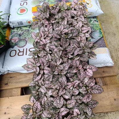 Planta cor-de-rosa e verde sobre pallet de madeira com sacos de substrato atrás