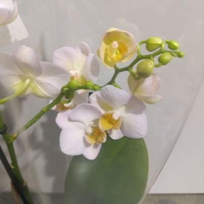 Orquídea branca com centros amarelos em embalagem plástica transparente