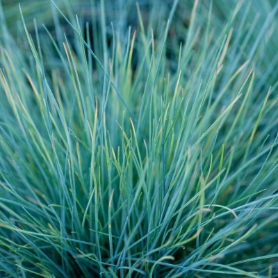 Planta ornamental com folhas finas verde-azuladas e nervuras amarelas