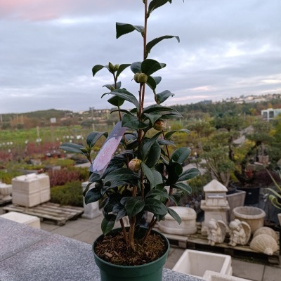 Planta jovem em vaso verde com folhas verdes e botões, em viveiro ao entardecer