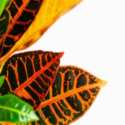 Folhas coloridas de planta com padrão em verde, laranja e vermelho