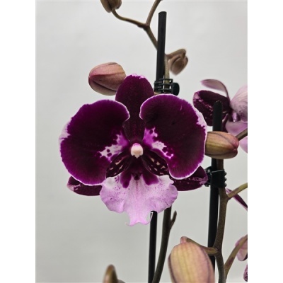 Flor de orquídea roxa com suporte preto