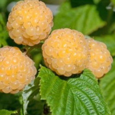 Framboesas amarelas maduras em rama com folhas verdes