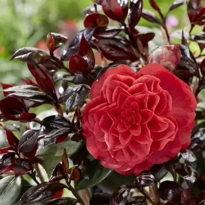 Flor vermelha com folhas verde-escuro e avermelhadas em jardim