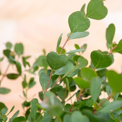 Plantas com folhas verdes em formato de coração e fundo desfocado