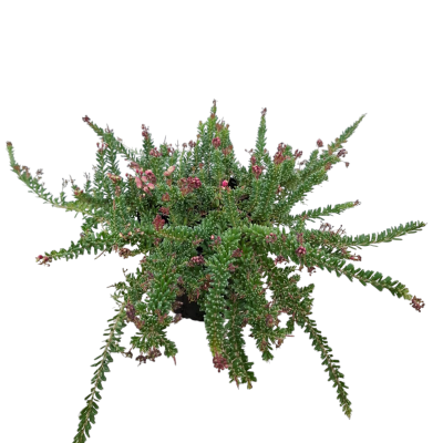 Planta verde com flores rosas em vaso preto