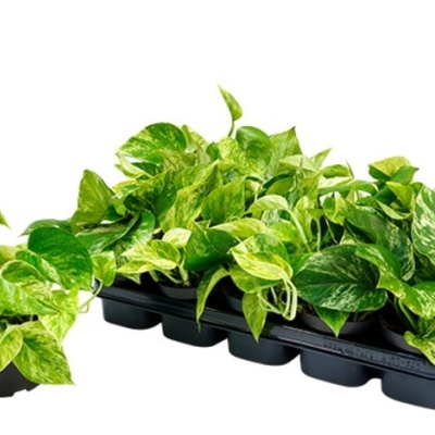 Plantas verdes com folhas variegadas em vasos pretos numa bandeja preta