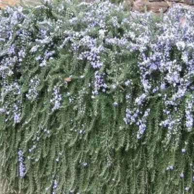 Arbusto verde com flores lavanda pendurado em muro de pedra
