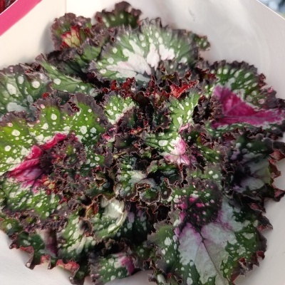 Planta com folhas verde, roxas e brancas em recipiente branco