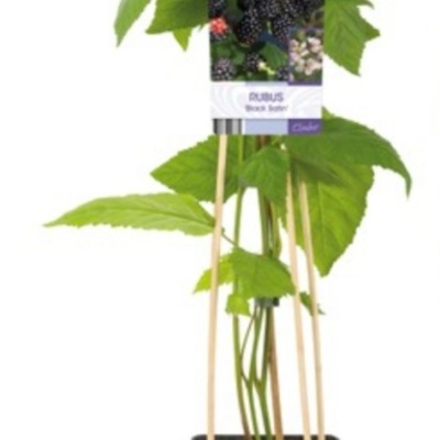 Planta de amora em vaso preto com etiqueta colorida e suporte de varas de madeira.