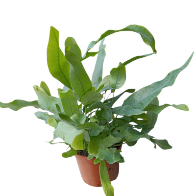 Planta verde em vaso castanho sobre fundo branco